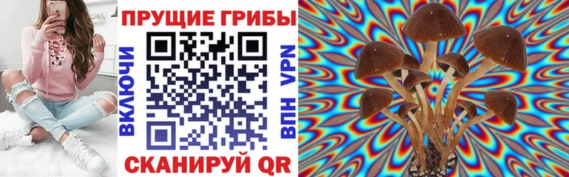 где купить   Саяногорск  Галлюциногенные грибы Psilocybe 